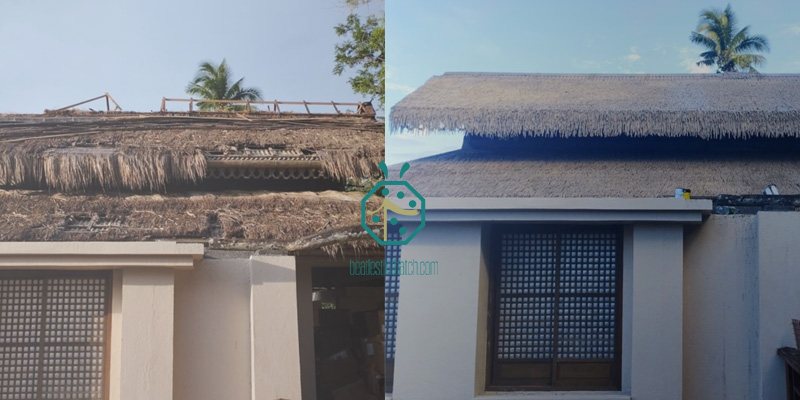 Comparaison du toit de chaume Nipa naturel avec le toit de chaume Nipa artificiel